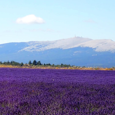 Mont Ventoux et lavandes